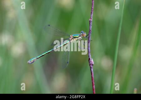 Robuster Spreadwing aka knapper Smaragd-Damselfliege (Lestes dryas) Thompson Common Norfolk GB UK Juni 2021 Stockfoto