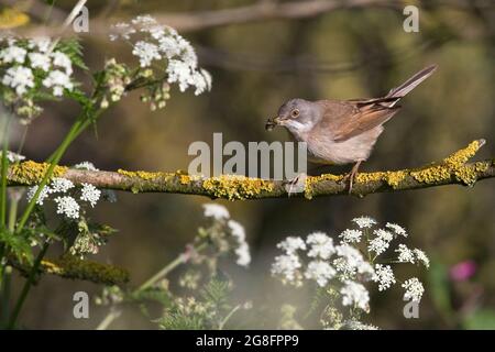 Common Whitethroat (Sylvia communi) Yorkshire UK GB Juli 2021 Stockfoto