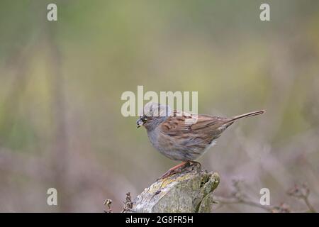 Dunnock (Prunella modularis) mit Futter für junge Yorkshire GB Juni 2021 Stockfoto