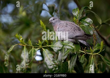 Stocktaube (Columba oenas) Jungvögel gerade flügge Norwich UK GB Mai 2021 Stockfoto