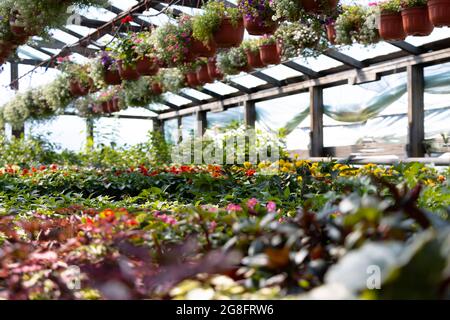 Industrielles Wachstum verschiedener Blumen im Gewächshaus. Selektiver Fokus. Stockfoto
