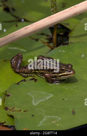 Northern Pool Frog (Pelophylax lessonae) führte Thompson Water NWT Norfolk UK ein Stockfoto