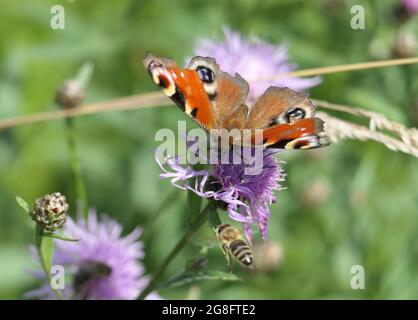 Ein europäischer Pfauenschmetterling (Aglais io), der Nektar aus rosa-violetten Karmesinblüten auf einer Wildblumenwiese sammelt. Stockfoto