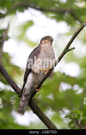 Sparrowhawk (Accipiter nisus) Norwich GB Großbritannien Juli 2021 Stockfoto