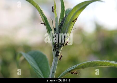 Ameisen krabbeln den Stiel und die Blätter eines buddleja-Busches auf und ab Stockfoto