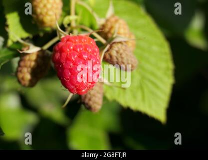 Nahaufnahme einer reifen Himbeere, die am Busch wächst, mit mehr unreifen Beeren und Blättern im Hintergrund. Stockfoto