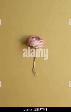 Rosafarbene, trockene Ranunculus-Blume auf braunem Hintergrund. Draufsicht, Kopierraum Stockfoto