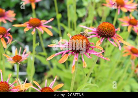 Farbenfrohe Echinacea „Orange Passion“-Blüten und eine Honigbiene, die Pollen und Nektar sammelt Stockfoto