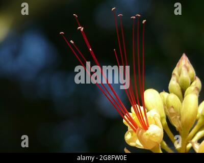 Paradiesvogelbusch (Caesalpinia gilliesii) im Botanischen Garten Teneriffa, Spanien Stockfoto