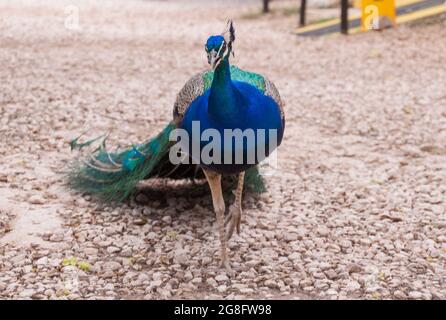 Nahaufnahme eines bunten Pfaus, der im Park umherstreift Stockfoto