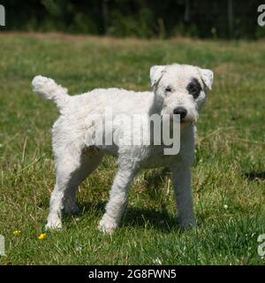 Jack russell Stockfoto