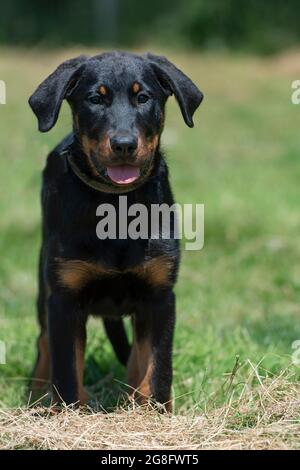 Beauceron Stockfoto