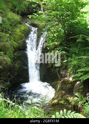 Kaskadierung des Wasserfalls, der vom Pfad einer Waldwanderung durch Dollar Glen in den Ochil Hills, Zentralschottland, aus gesehen wird. Stockfoto