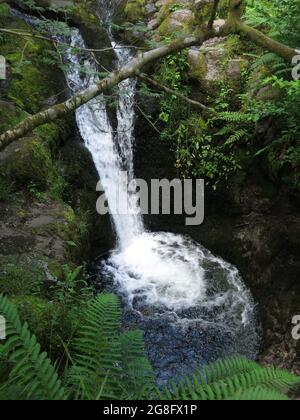 Kaskadierung des Wasserfalls, der vom Pfad einer Waldwanderung durch Dollar Glen in den Ochil Hills, Zentralschottland, aus gesehen wird. Stockfoto