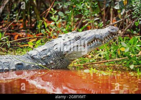 American Alligator (Alligator missipiensis), Sanibel Island, J.N. Ding Darling National Wildlife Refuge, Florida, USA Stockfoto