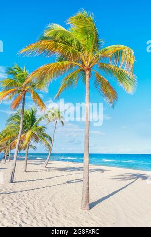 Fort Lauderdale Beach, Fort Lauderdale, Broward County, Florida, USA, Nordamerika Stockfoto
