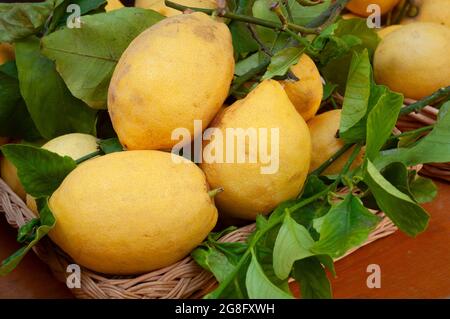 Italien, Ligurien, Alassio, frische Zitronen mit Blättern in einem Weidenkorb im Markt Stockfoto