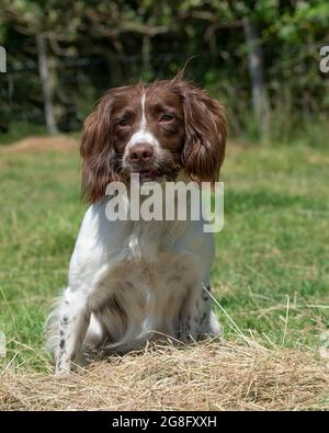 Englisch Springer spaniel Stockfoto