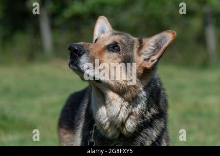 Älterer deutscher Schäferhund Stockfoto