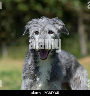 Lurcher Stockfoto