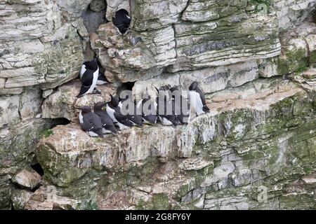 Guillemot (Uria aalge) mit Razorbill auf der Kante Bempton Cliffs Yorkshire GB UK Juni 2021 Stockfoto