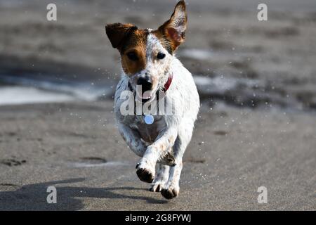 Molly, ein 2-jähriger Jack russell Terrier, der am Strand entlang läuft Stockfoto