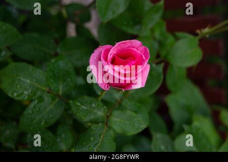 Rosa Rose im Sommergarten nach dem Regen. Eine Blume, die mit Regentropfen bedeckt ist. Stockfoto