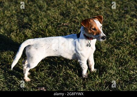 Molly, ein 2-jähriger Jack russell Terrier, der auf einem Grasfeld steht und wachsam aussieht Stockfoto