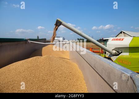 Getreideernte bei Hockenheim, Baden-Württemberg, Deutschland (20. Juli 2021) Stockfoto