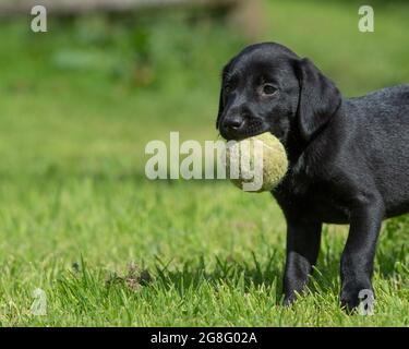 Labrador Welpe trägt einen Tennisball Stockfoto