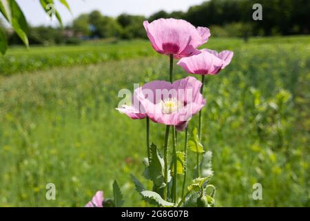 Drei blühende blassrosa Mohn-Opium-Blüten in einem grünen Feld. Stockfoto