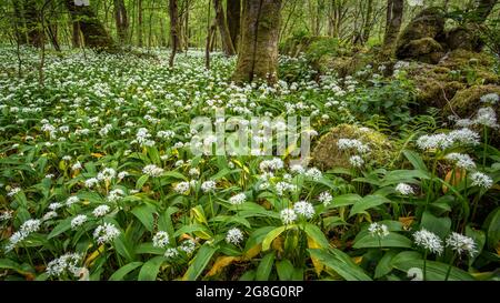 In den Knoblauchwäldern in der Nähe von Lennox Castle in Lennoxtown, East Dunbartonshire, Schottland, Großbritannien, Europa Stockfoto