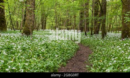 Ein gewundener Wanderweg in den Knoblauchwäldern in der Nähe von Lennox Castle in Lennoxtown, East Dunbartonshire, Schottland, Großbritannien, Europa Stockfoto