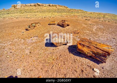 Formation namens Achat Mesa, von einer Gruppe versteinerten Holzes im Vordergrund betrachtet, Petrified Forest National Park, Arizona, USA Stockfoto