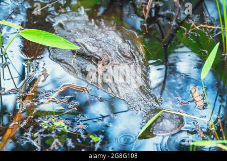 American Alligator (Alligator missipiensis), submerging, J.N. Ding Darling National Wildlife Refuge, Florida, USA Stockfoto