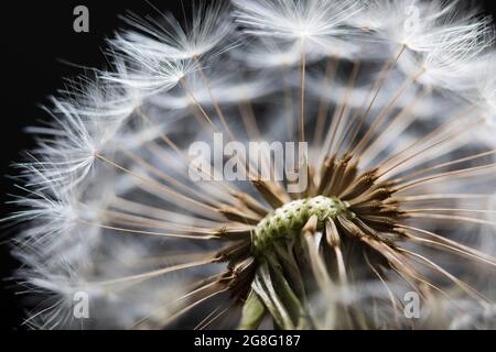 Nahaufnahme des Dandelion-Saatkopfes, Großbritannien, Europa Stockfoto