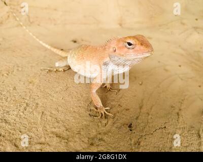 Selektiver Fokus einer Stachelagama-Eidechse, die auf dem getrockneten Boden kriecht Stockfoto