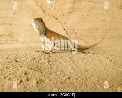 Selektiver Fokus einer Stachelagama-Eidechse, die auf dem getrockneten Boden kriecht Stockfoto