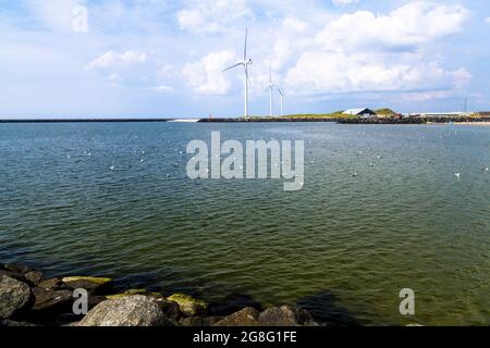 Europäische Heringsmöwen im Hafen von Hvide Sande, Dänemark. Im Gegensatz zu vielen Vogelarten, die sich anschwollen, betreiben europäische Heringsmöwen keine soziale Pflege und Stockfoto