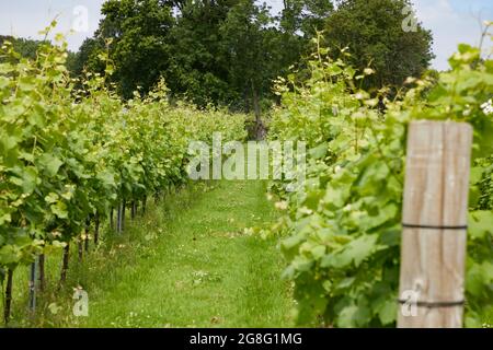 Reihen von Reben gesehen in Nutbourne Vineyard, West Sussex UK, Stockfoto