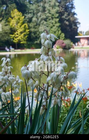 Yucca (Yucca gloriosa) blüht im Sommer in Großbritannien. Stockfoto