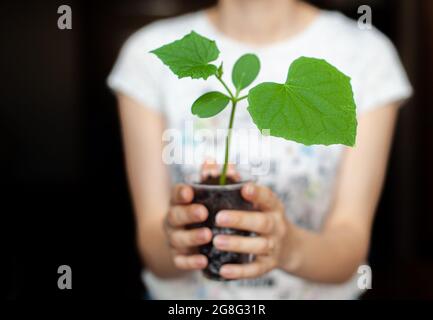 Das Mädchen hält einen schwarzen Topf mit einer grünen Pflanze auf einem dunklen Hintergrund. Sämlinge von Gurken in einem Topf, bereit für die Pflanzung in den Boden. Umwelt Stockfoto