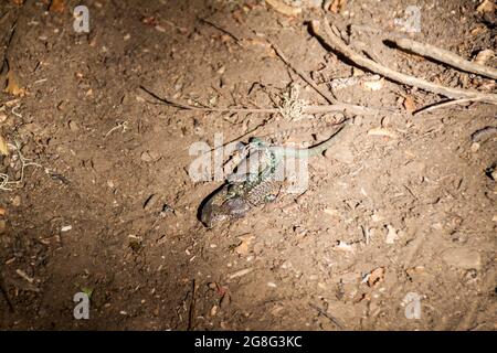 Paarung von Eidechsen im Nationalpark Huerquehue, Chile Stockfoto