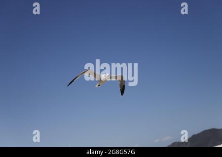 Eine Möwe fliegt in den Himmel Stockfoto