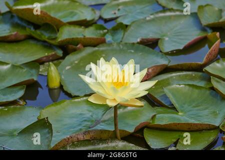 Seerose blüht in einem großen Teich, Großbritannien GB. Während des Sommers in Großbritannien, GB. Stockfoto