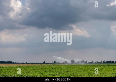 Haddenham Cambridgeshire, Großbritannien. Juli 2021. Über dem Cambridgeshire Fens und einem Feld mit bewässerten Kartoffeln sammeln sich am großen ostanglianischen Himmel Sturmwolken. Die Hitzewelle und das feuchte Wetter haben Gewitter im Osten Großbritanniens verursacht. Für den Rest der Woche werden weiterhin hohe Temperaturen prognostiziert. Kredit: Julian Eales/Alamy Live Nachrichten Stockfoto