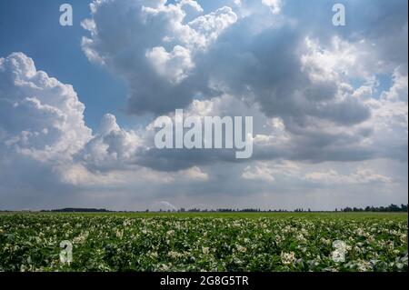 Haddenham Cambridgeshire, Großbritannien. Juli 2021. Über dem Cambridgeshire Fens und einem Feld mit bewässerten Kartoffeln sammeln sich am großen ostanglianischen Himmel Sturmwolken. Die Hitzewelle und das feuchte Wetter haben Gewitter im Osten Großbritanniens verursacht. Für den Rest der Woche werden weiterhin hohe Temperaturen prognostiziert. Kredit: Julian Eales/Alamy Live Nachrichten Stockfoto