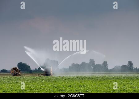 Haddenham Cambridgeshire, Großbritannien. Juli 2021. Über dem Cambridgeshire Fens und einem Feld mit bewässerten Kartoffeln sammeln sich am großen ostanglianischen Himmel Sturmwolken. Die Hitzewelle und das feuchte Wetter haben Gewitter im Osten Großbritanniens verursacht. Für den Rest der Woche werden weiterhin hohe Temperaturen prognostiziert. Kredit: Julian Eales/Alamy Live Nachrichten Stockfoto