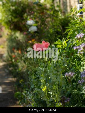 Nahaufnahme von Papaver somniferum, Opiummohn in einem londoner Stadtgarten, Strukturen, Muster und Farben in der Natur Stockfoto