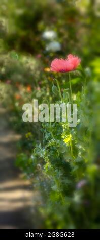Nahaufnahme von Papaver somniferum, Opiummohn in einem londoner Stadtgarten, Strukturen, Muster und Farben in der Natur Stockfoto